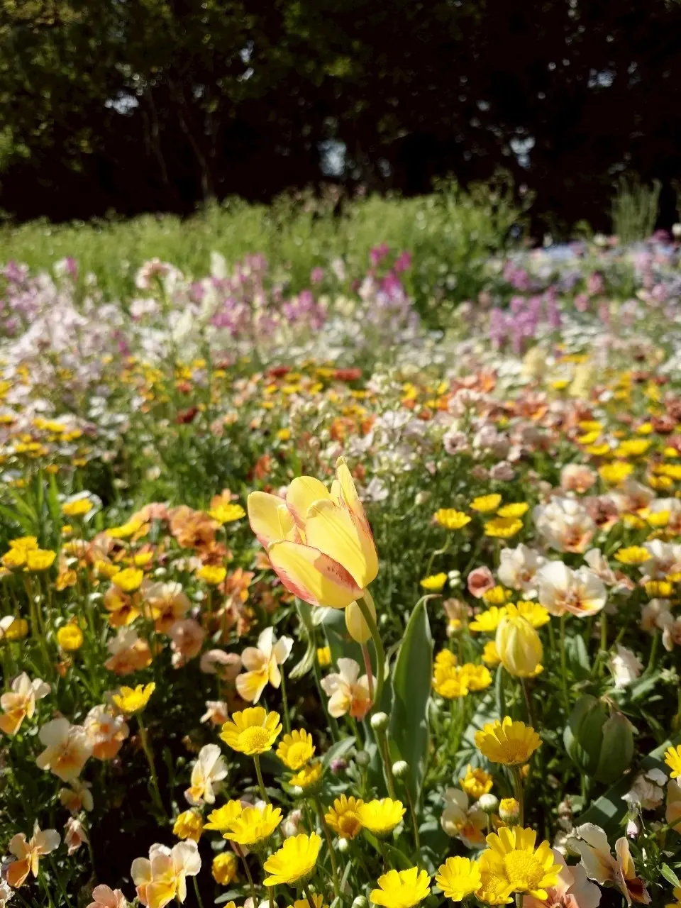 里山ガーデンフェスタ