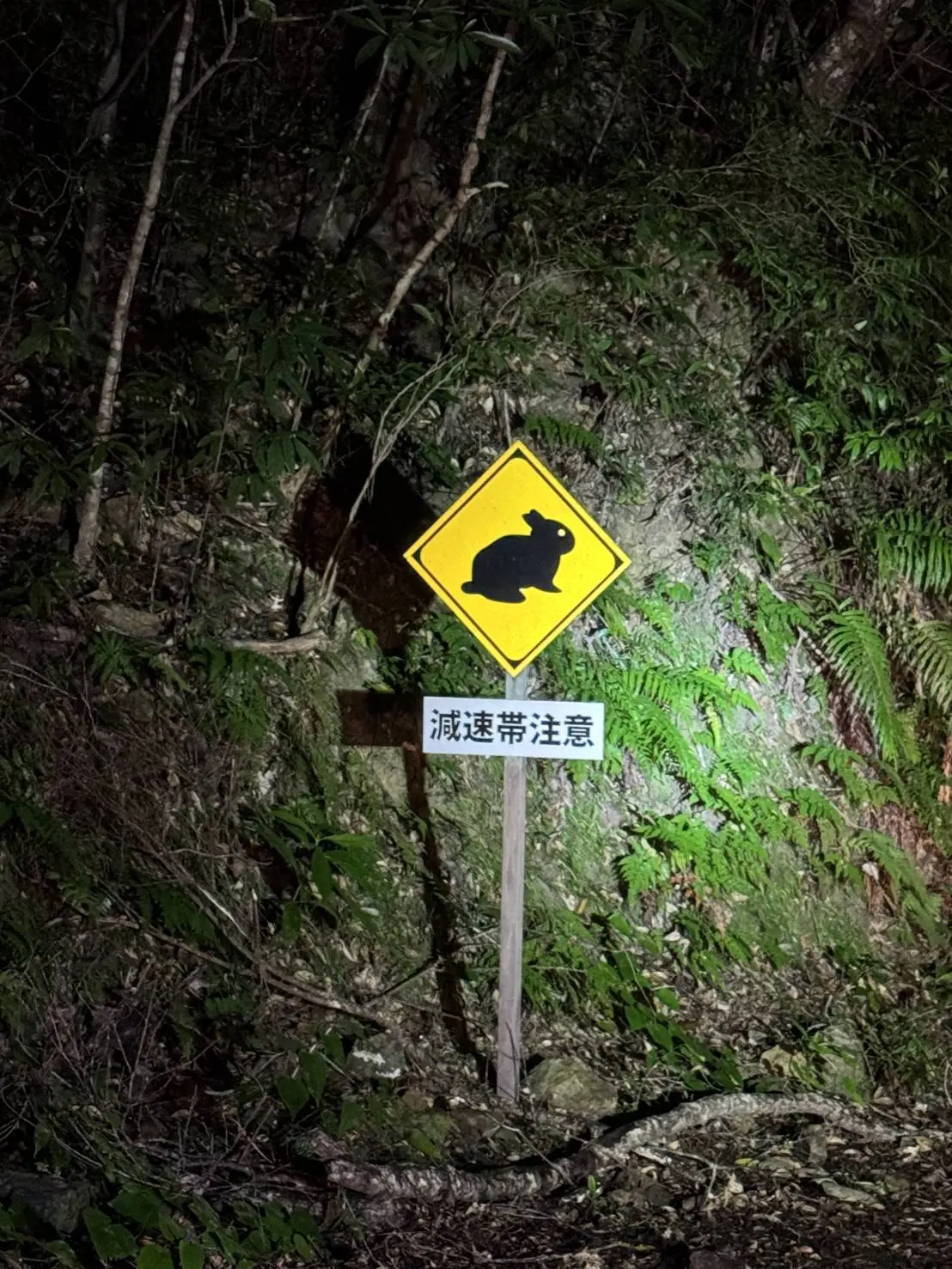 クロウサギ注意