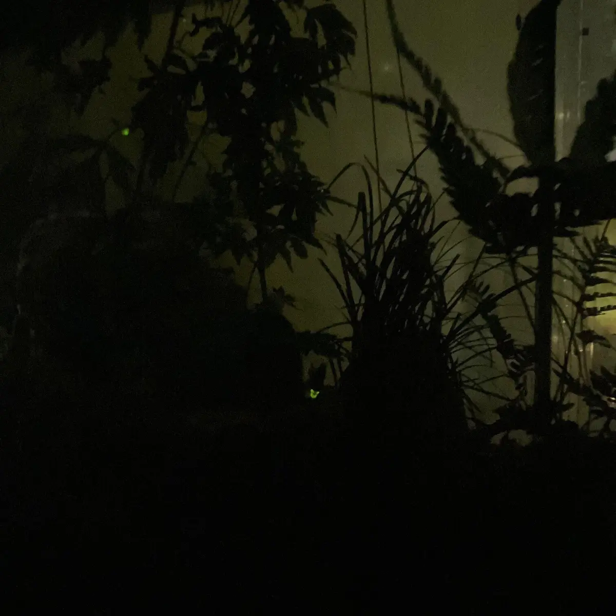 椿山荘　ビオトープ