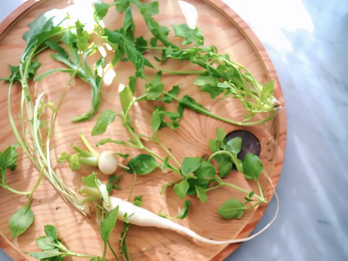 せりなずな　ごぎょうはこべら　ほとけのざ　すずなすずしろ　これぞ七草