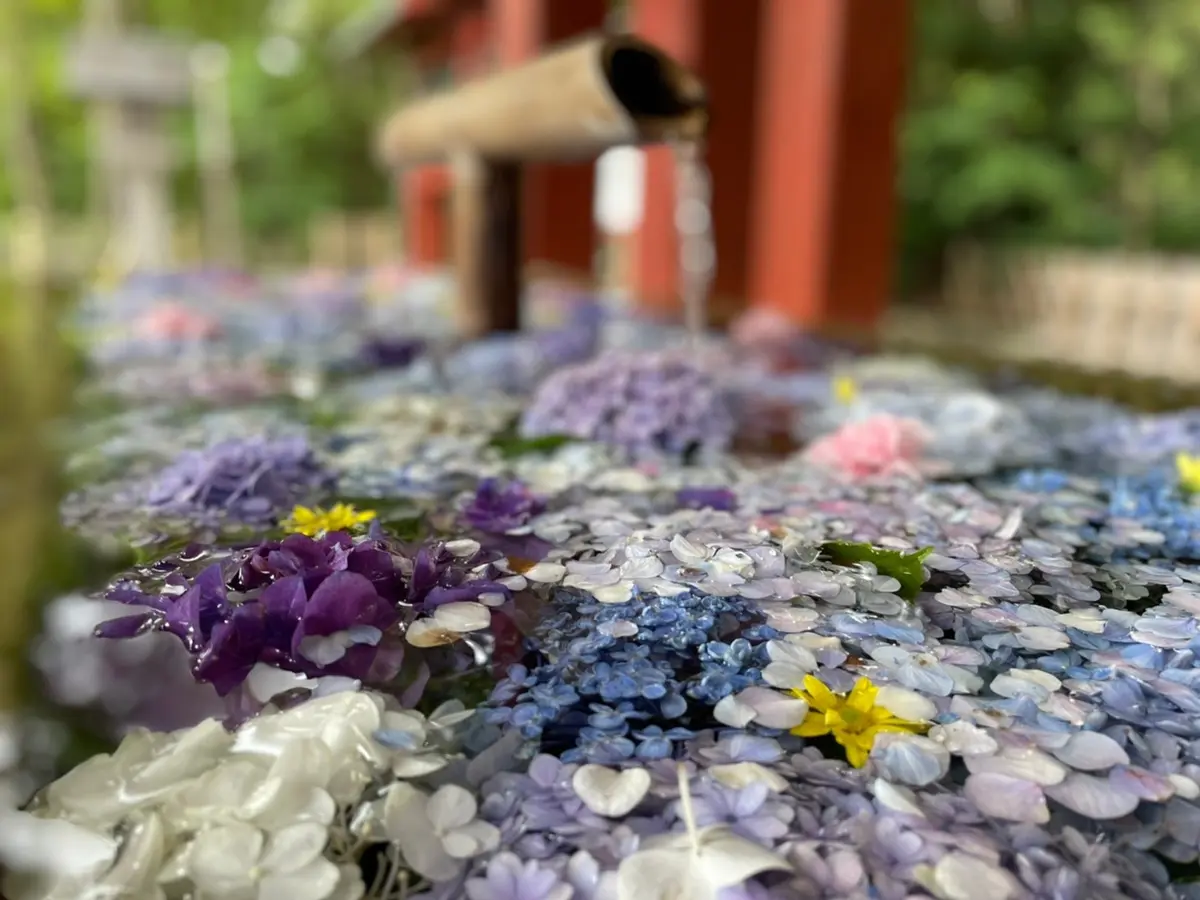 鎌倉『アジサイ』散歩の画像_1