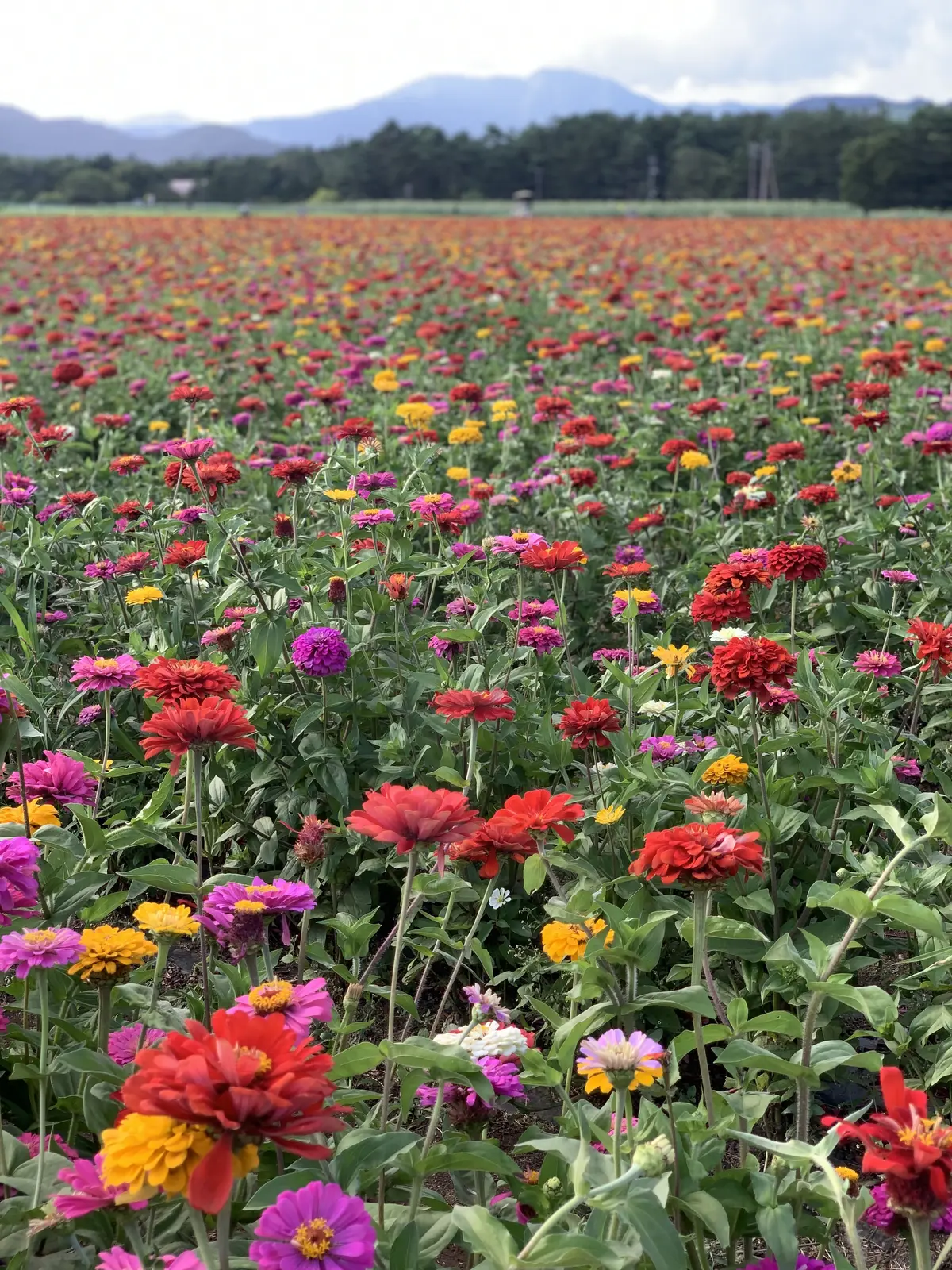 花の都公園　夏の風景　百日草