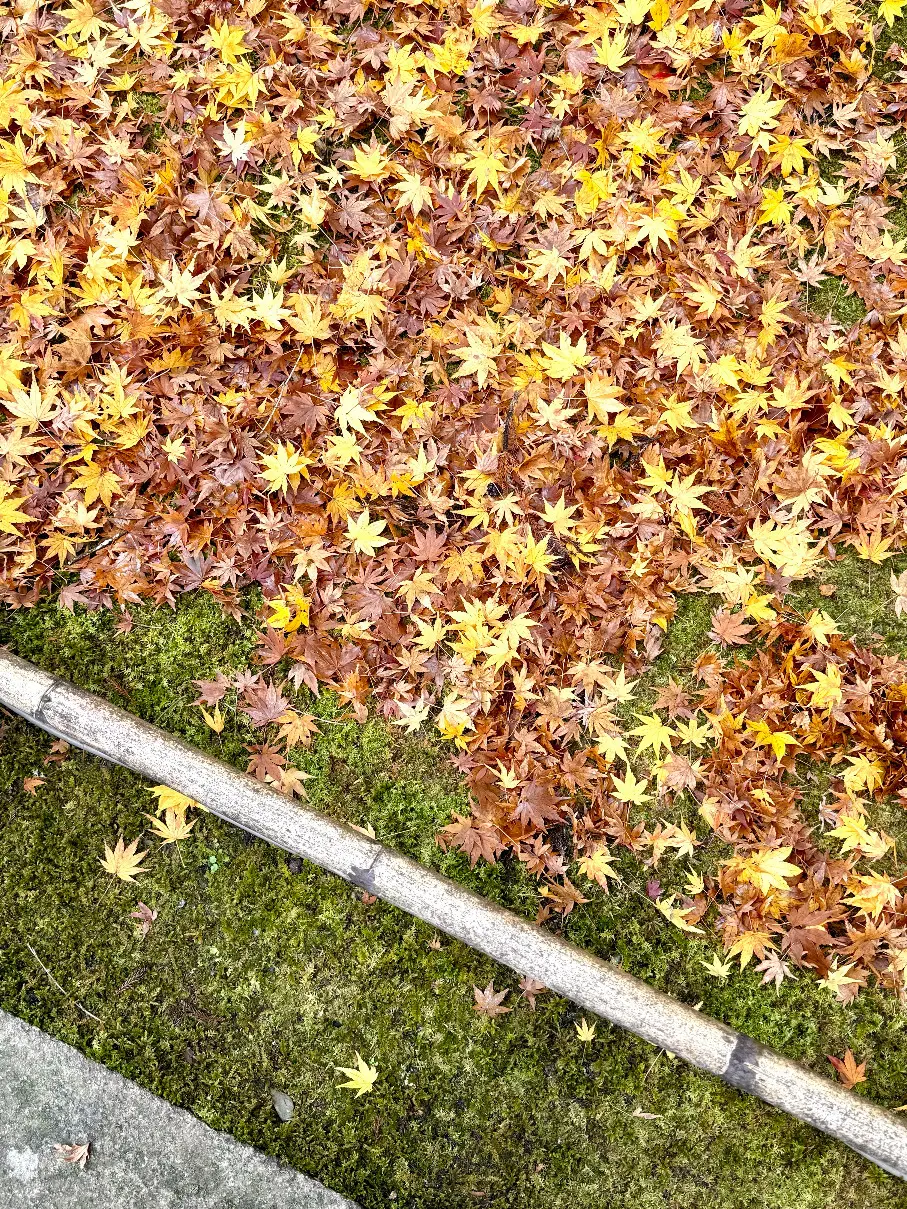 宮城県松島　円通院　伊達光宗　境内　紅葉　瞑想の庭