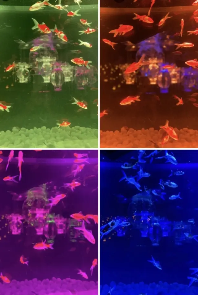 初夏を感じる体験型、アートアクアリウム美の画像_3