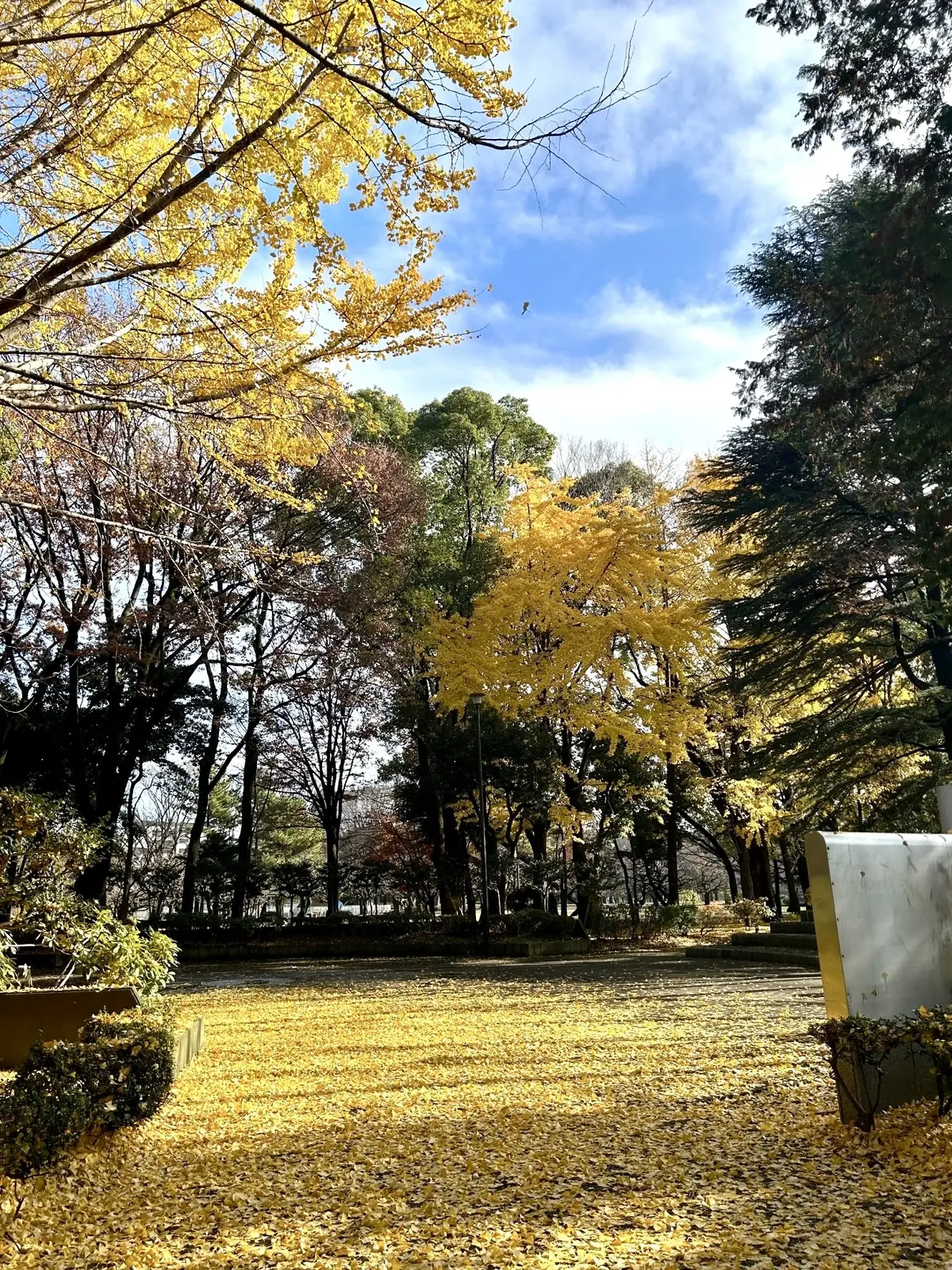 砧公園の紅葉その②