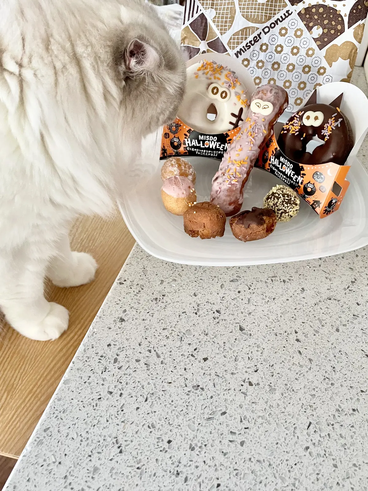 猫　下の子とミスタードーナツ