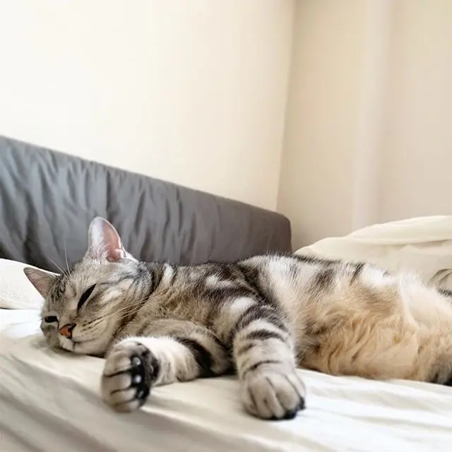 寝るのが仕事にゃのの画像_3