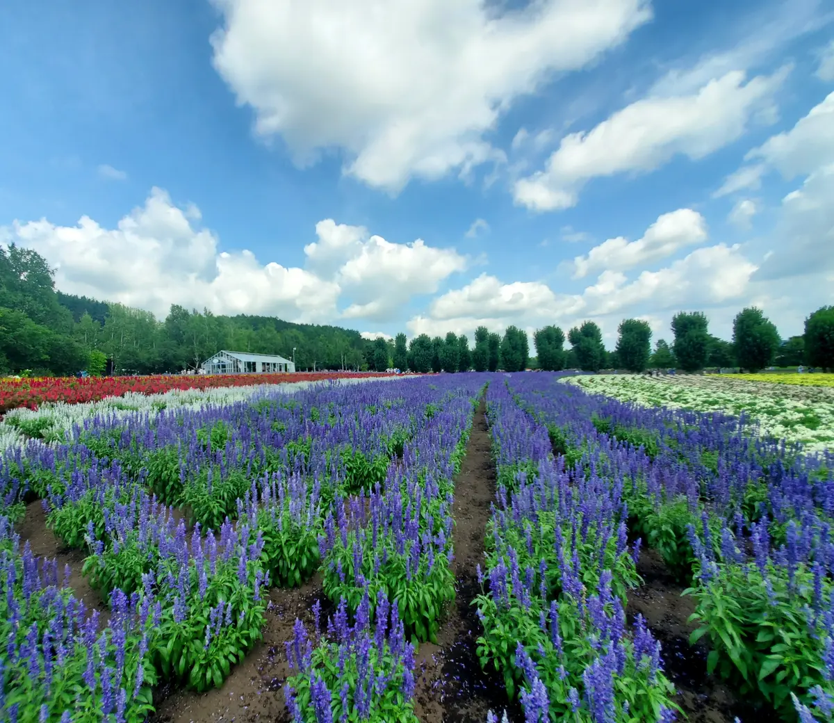 満開のラベンダー、ラバンジン♪種類によって色も違います。