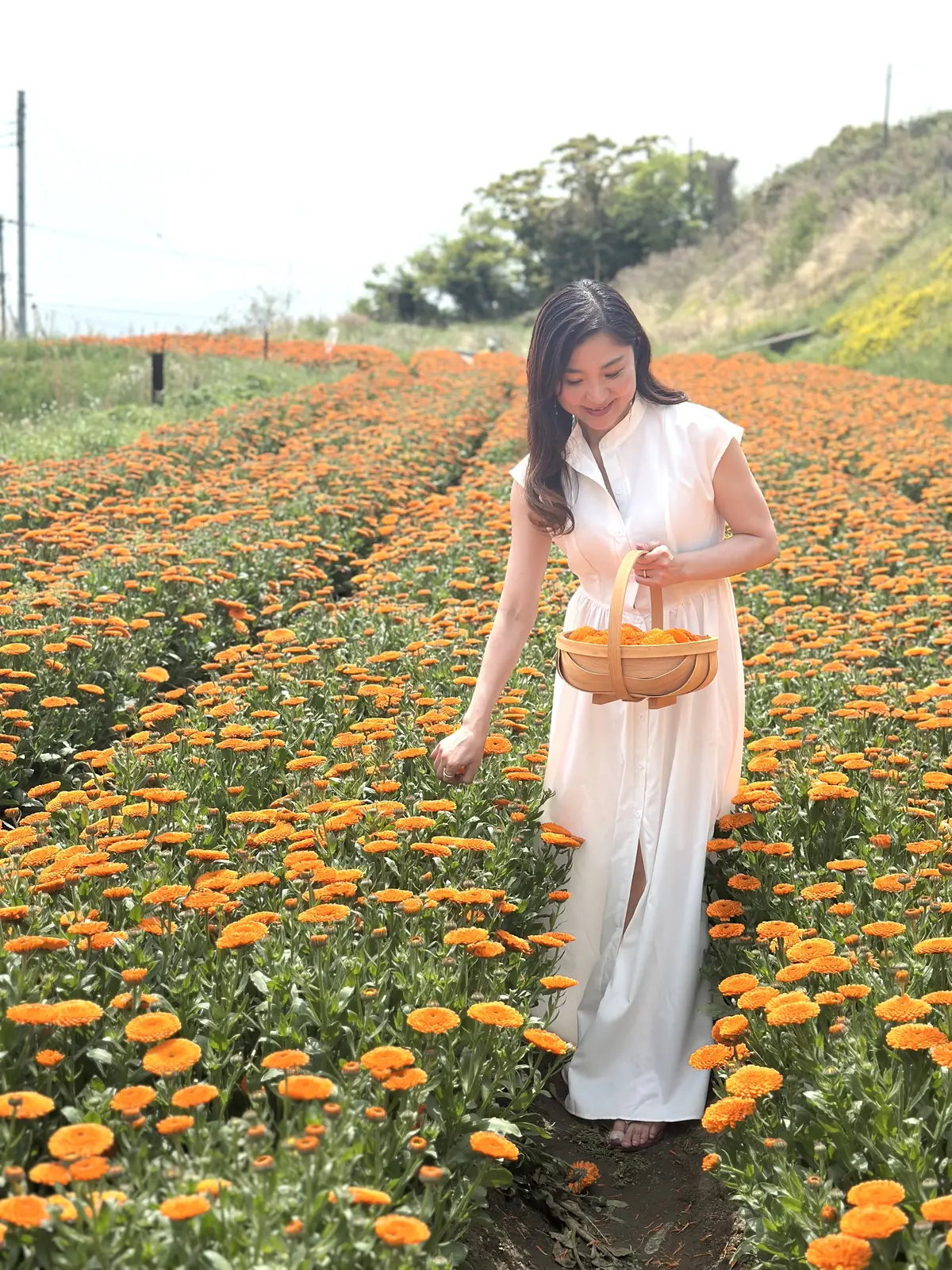 今年も淡路へ！カレンデュラ収穫の旅を満喫の画像_5