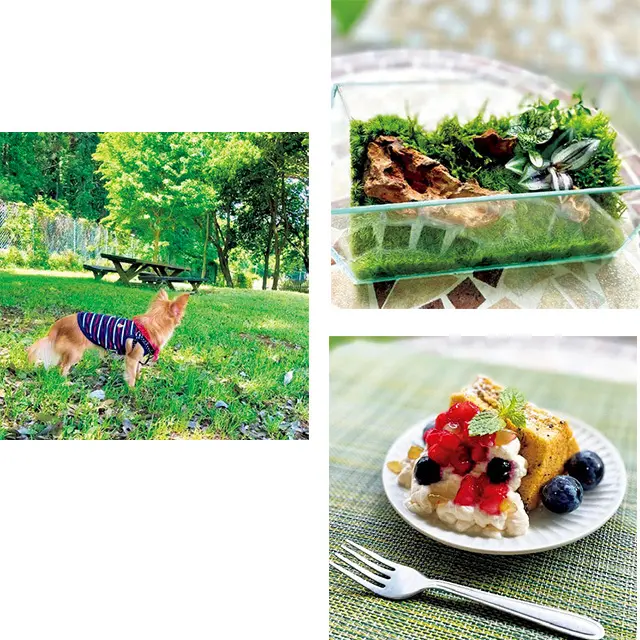 料理やグリーン、 愛犬とのひとときなど 日常の癒しを投稿