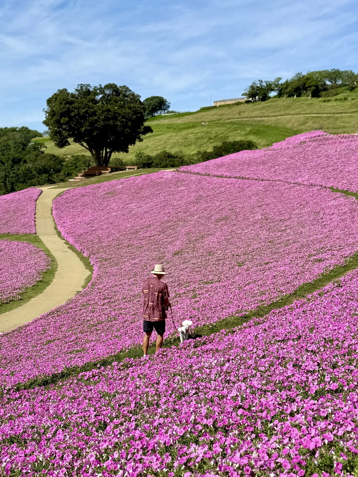 千葉県　観光名所　富津市　マザー牧場　花の谷　桃色吐息　ペチュニア　一面ピンク色