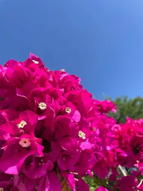 ブーゲンビリア