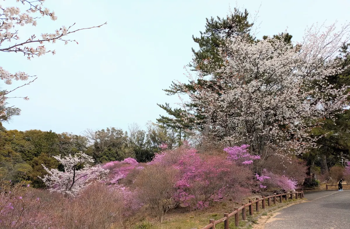 春の陽気に誘われて、廣田神社へご参拝とおの画像_4