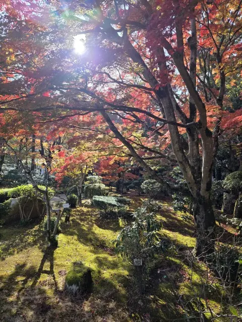 秋の紅葉とランチの画像_3