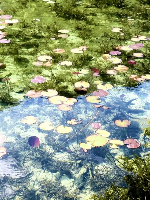 自然の中で過ごすひととき 「モネの池」「の画像_3