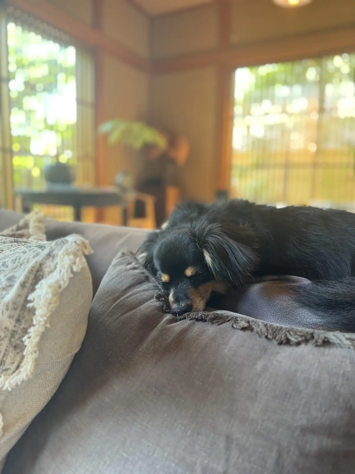 涼を呼ぶグリーンや花を部屋に♪の画像_11