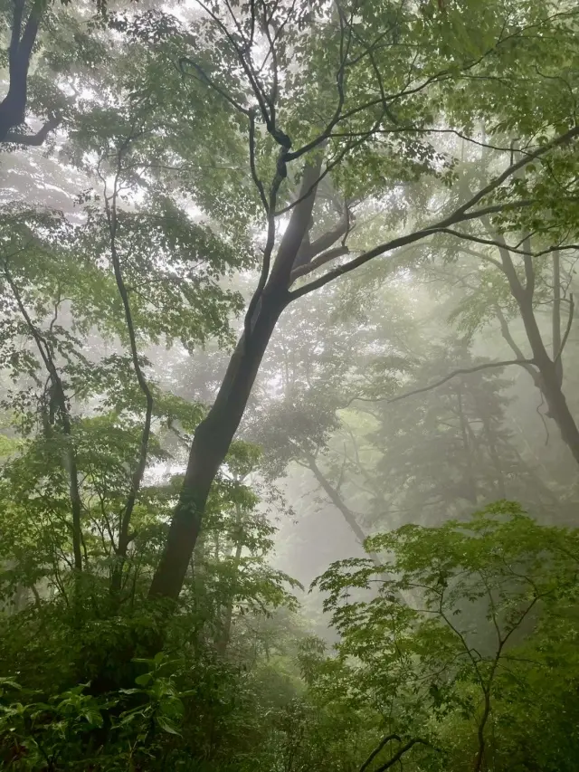 東京都八王子市にある標高599メートルの高尾山を登山。山登り。