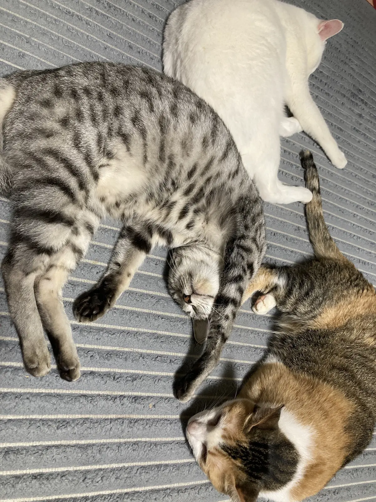 我が家の癒し　の画像_5