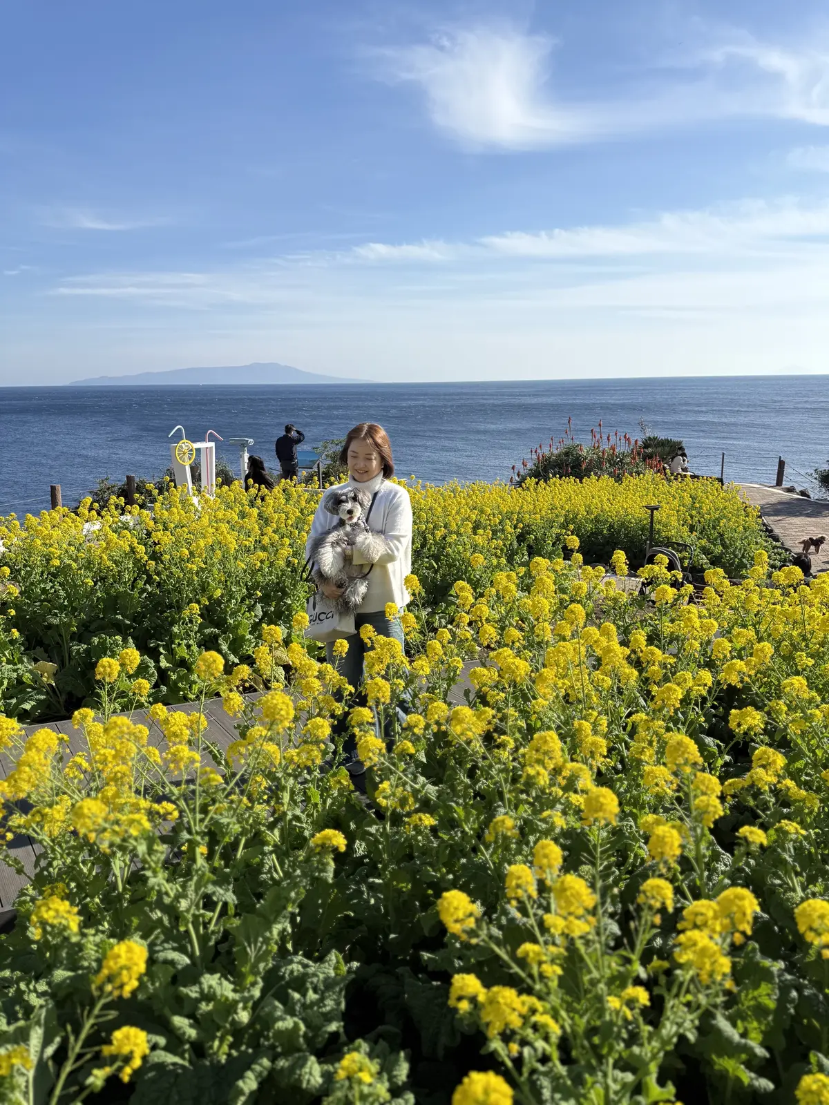 ニューヨークランプミュージアム＆フラワーガーデン　梅澤千佳子　菜の花
