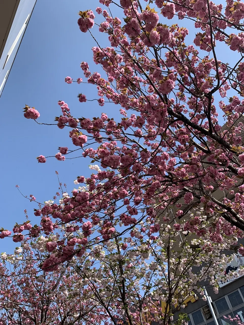 2年ぶりの東京、桜ツアー　１日目の画像_3
