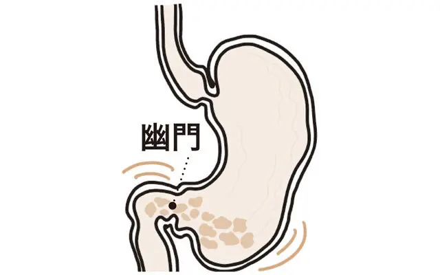正常な胃の動き③《送り出す》
