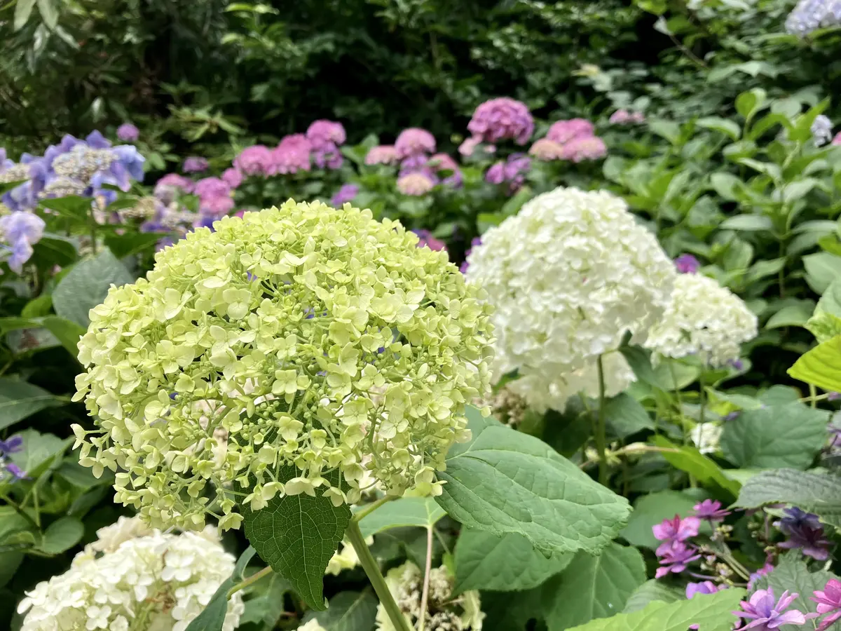 鎌倉紫陽花ツアーへの画像_6