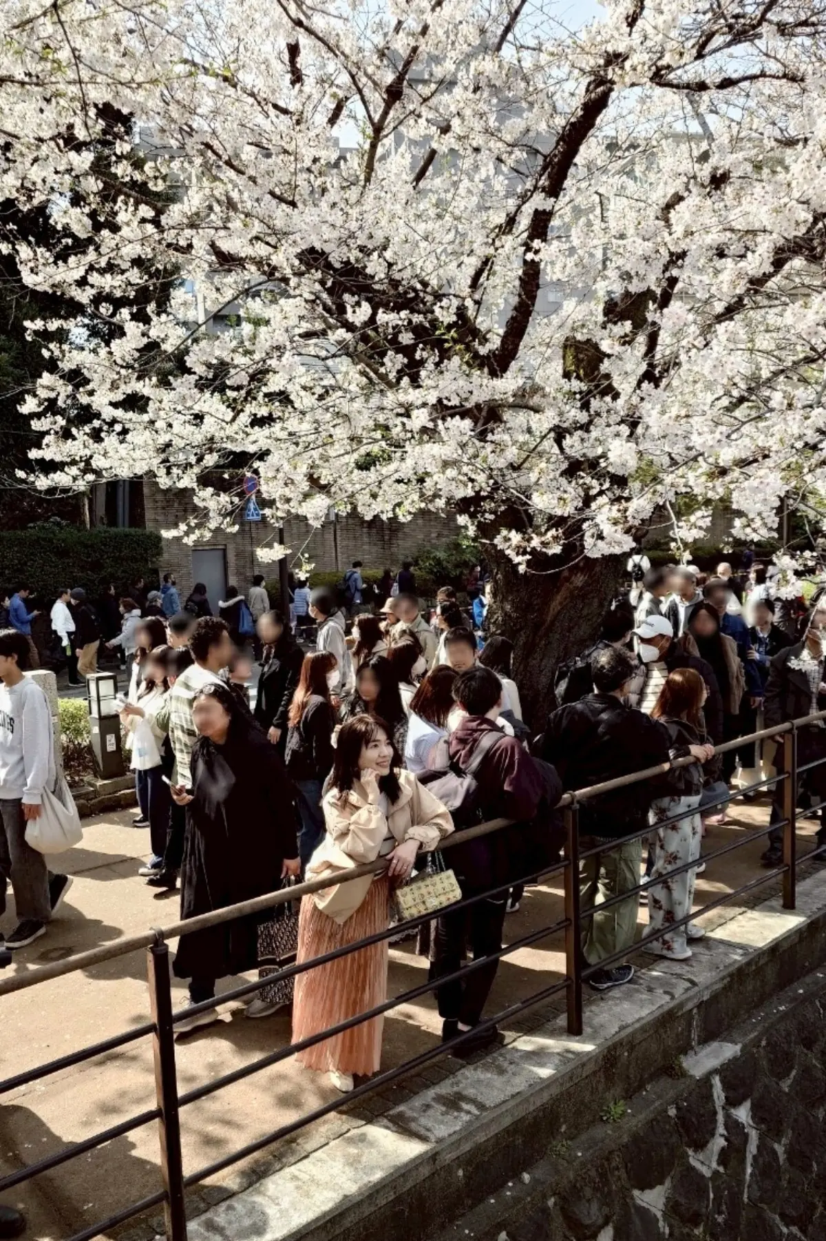 千代田のさくらまつり