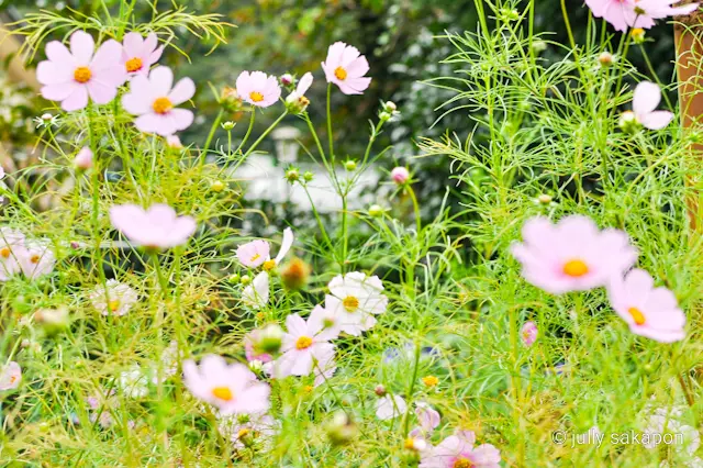 【さかぽんの冒険】苔むす秋の山と温泉プチの画像_5