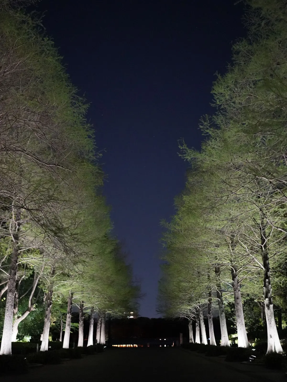 幻想的な夜✨✨　チームラボ　ボタニカルガの画像_7