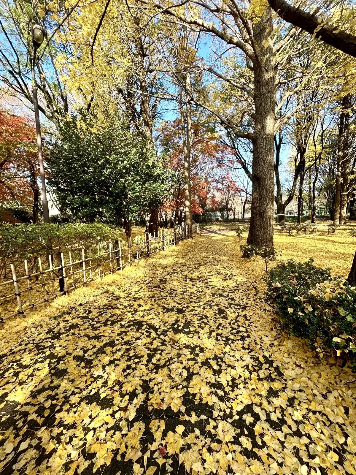 砧公園の紅葉その①
