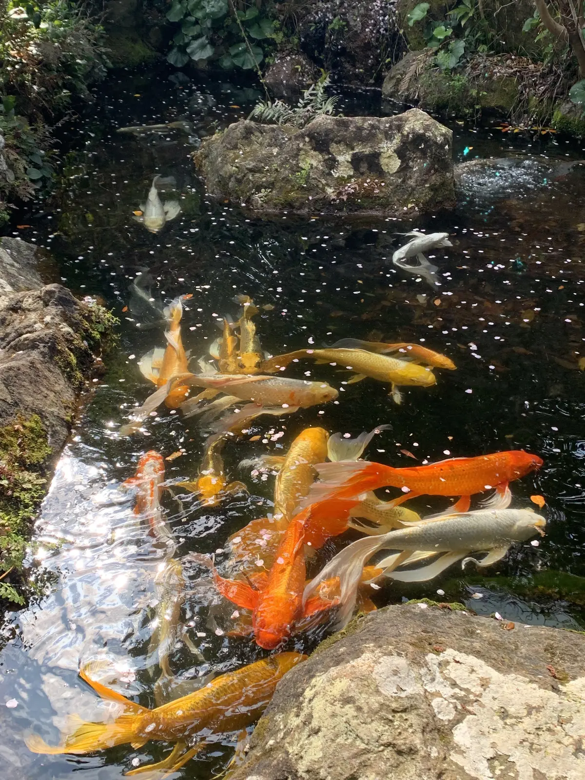 ヒレ長錦鯉の群れ