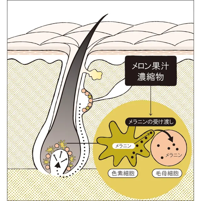 資料・写真提供：ミルボン