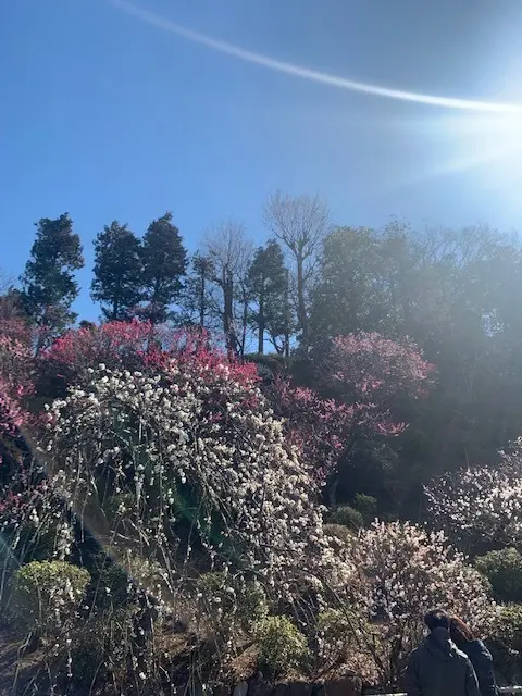 Farewell Blog：今朝の池上梅の画像_1