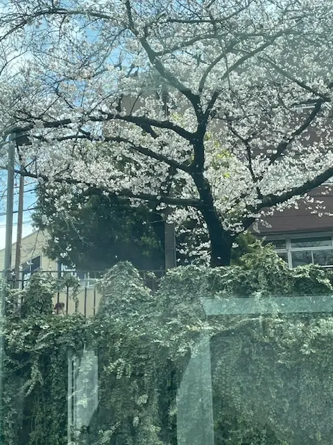 横浜みなとみらい　桜クルーズの画像_11