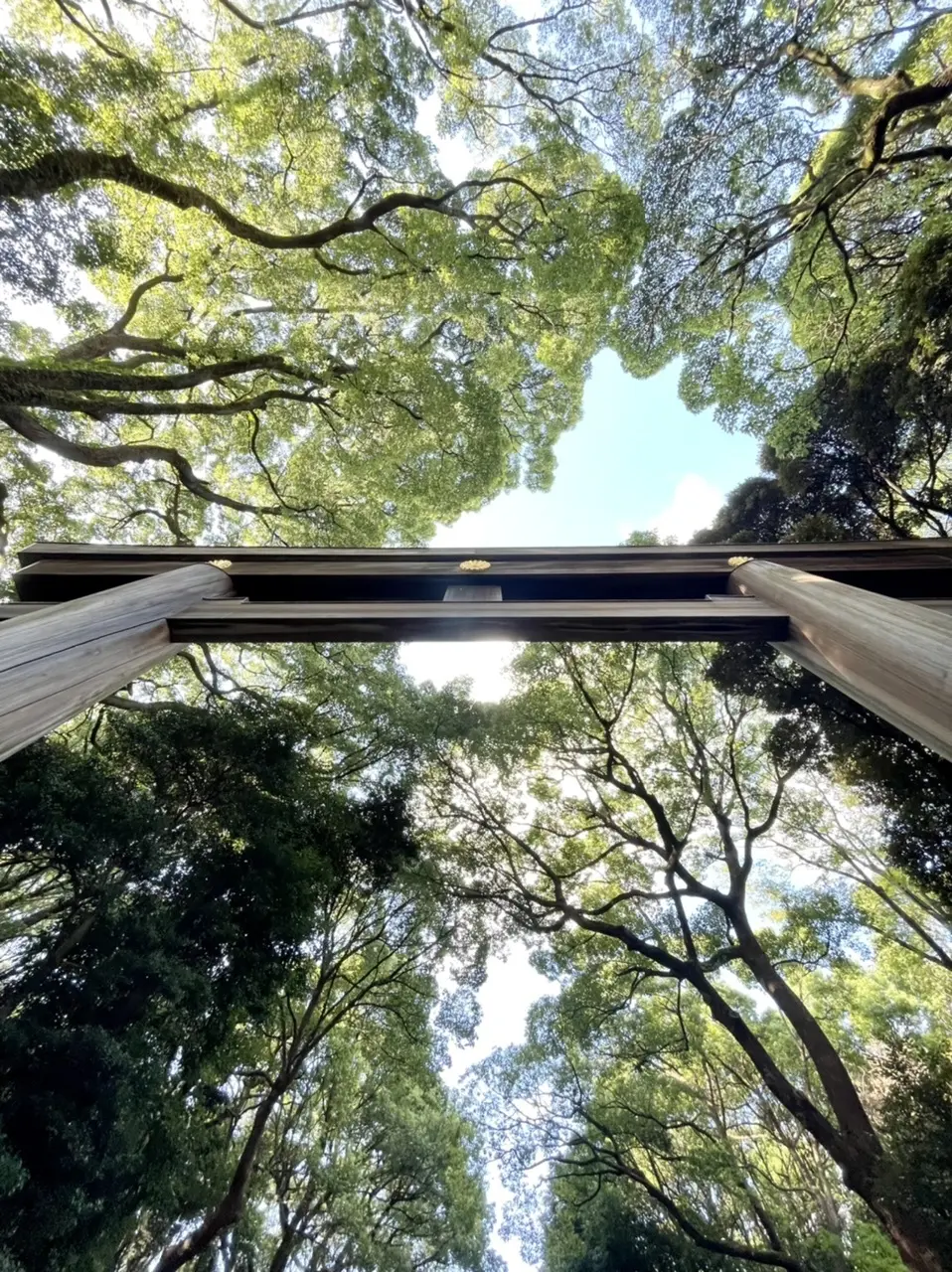 秋の神社巡り＆ランチの画像_1