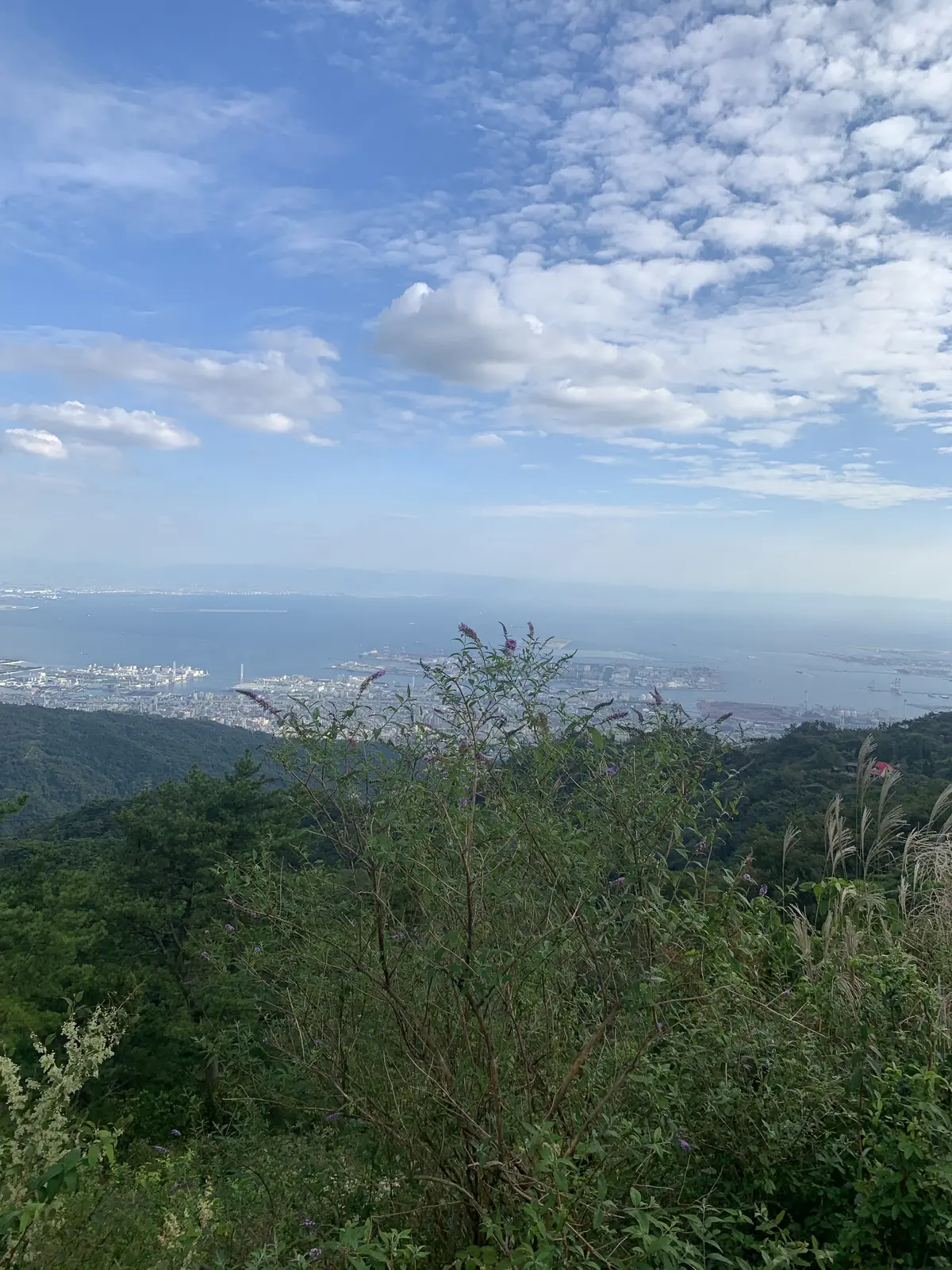 【ハロウィン/カボチャ】Zucca FIの画像_17