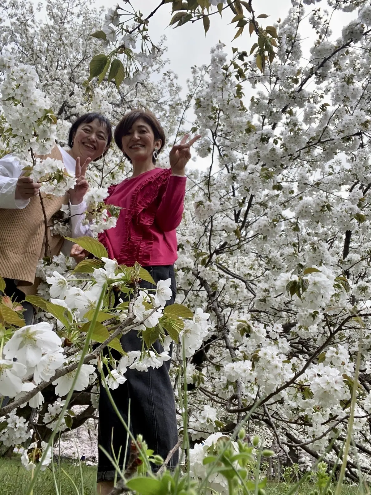 桜満開の大波｢砧公園｣♡｢五感に触れる｣の画像_3