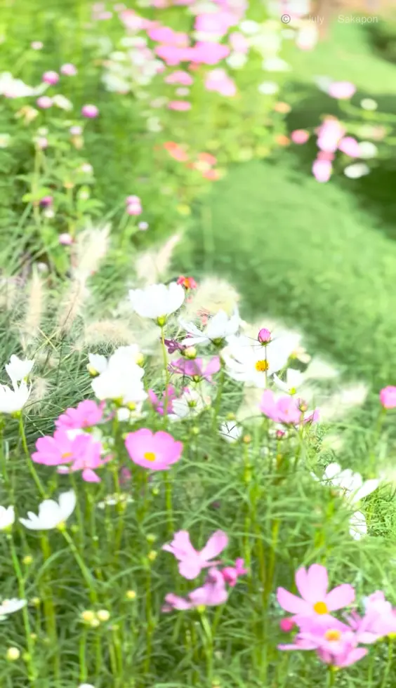【秋薫る🍁フェス】里山ガーデンフェスタの画像_1