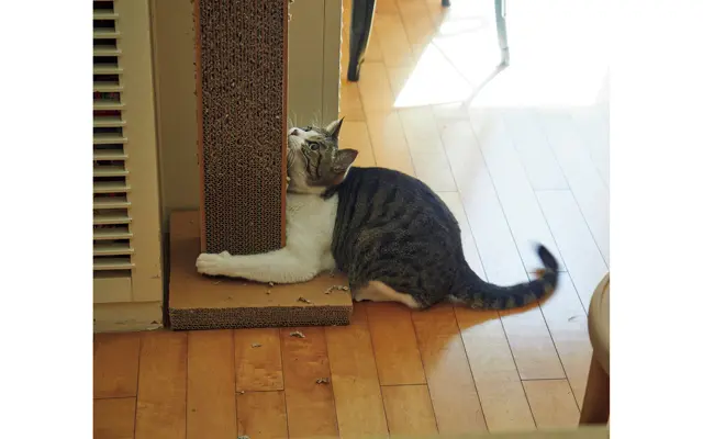 巨大な爪研ぎに果敢に挑むもんちゃん。外に出かけたい気持ちを我慢しながら、爪研ぎでストレス発散！