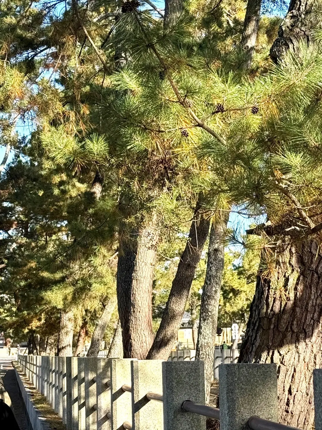 【大人旅 奈良】1300年以上の歴史を持の画像_4