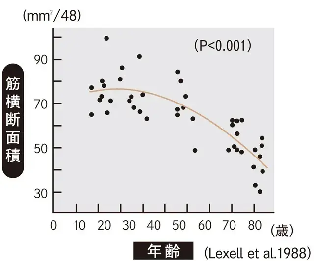 50代から、筋力量はガクッと減りはじめる！