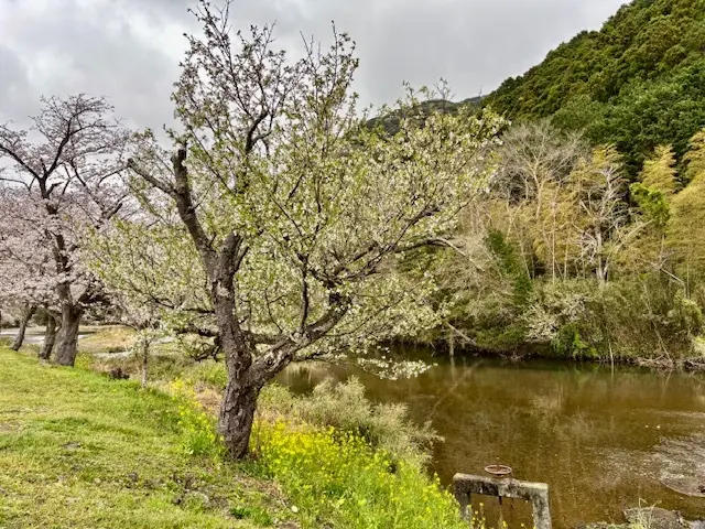 春の伊豆。お花見、淡島マリンパークへおでの画像_2