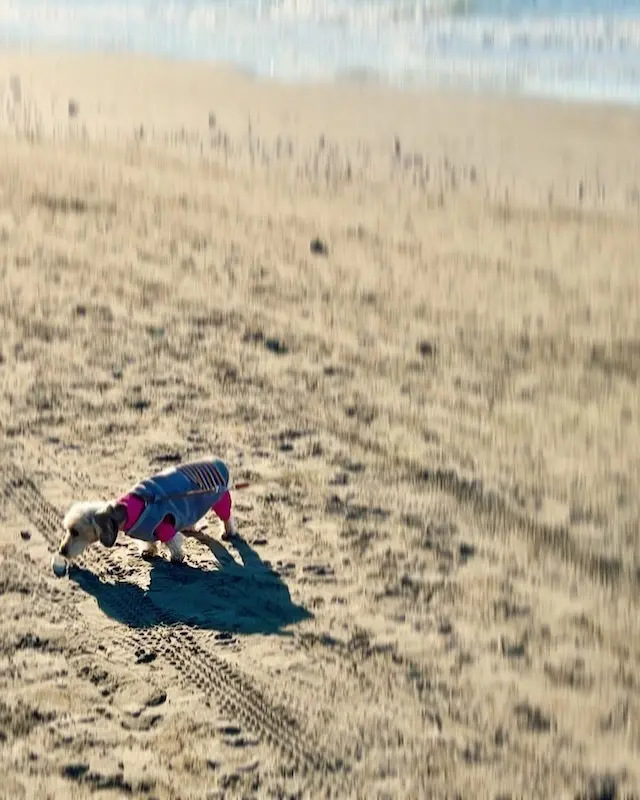 ホワイトタイガーネイルと帽子コーデ 〜 の画像_11