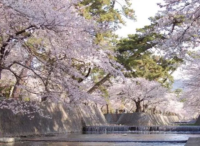 奈良吉野の千本桜と西宮夙川公園の桜♪の画像_2