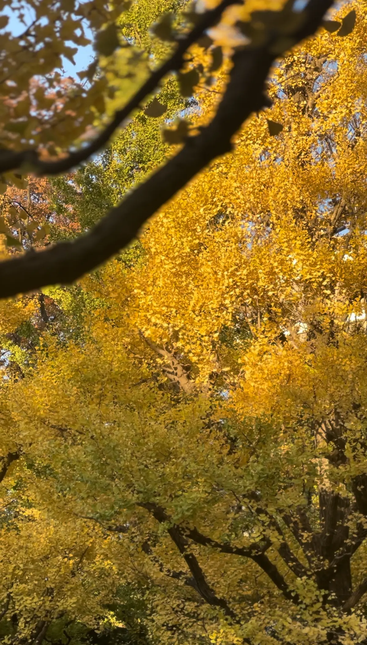 【東京紅葉情報】神宮外苑の銀杏並木11.の画像_4