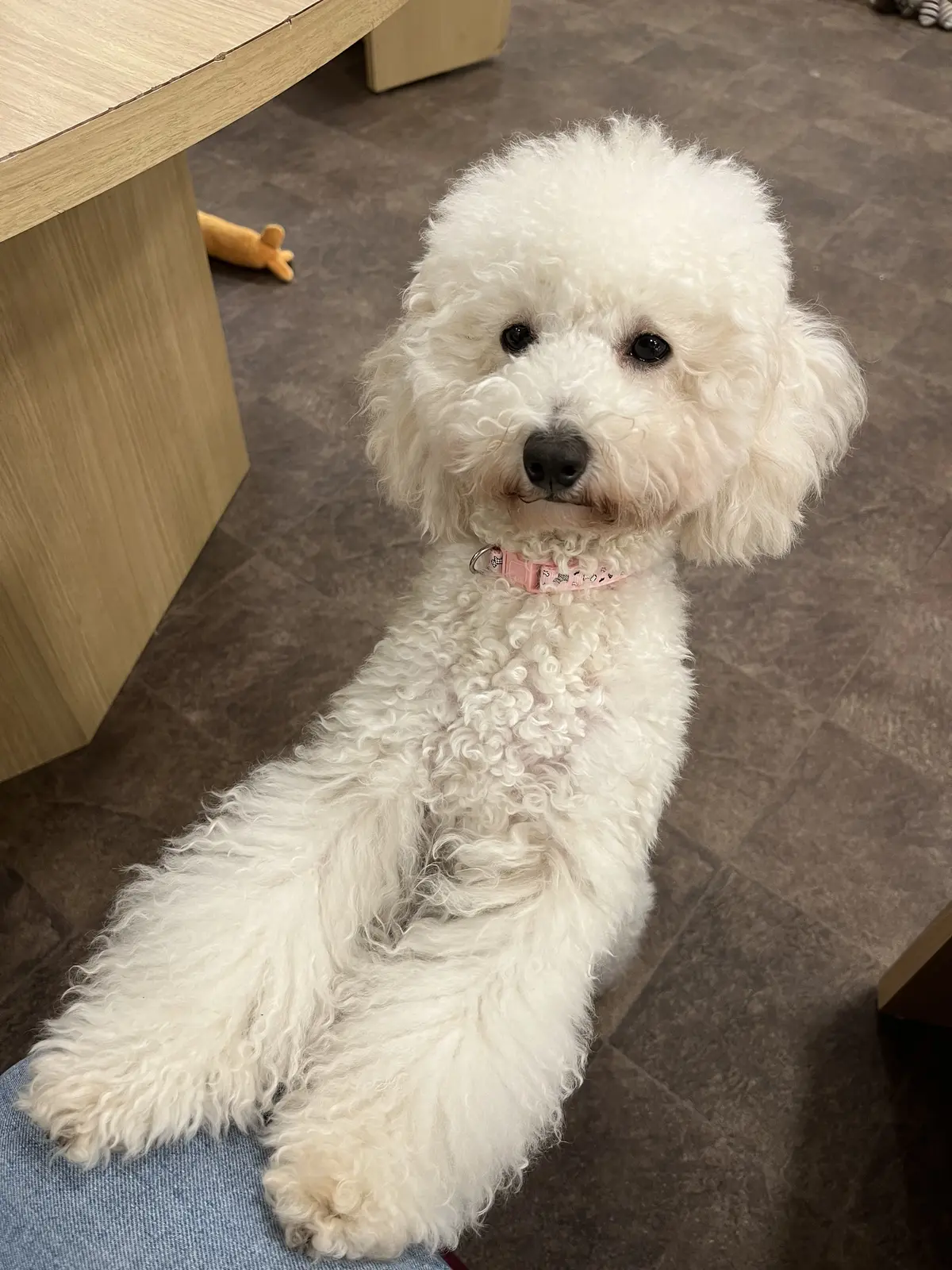 初めての犬カフェへの画像_9