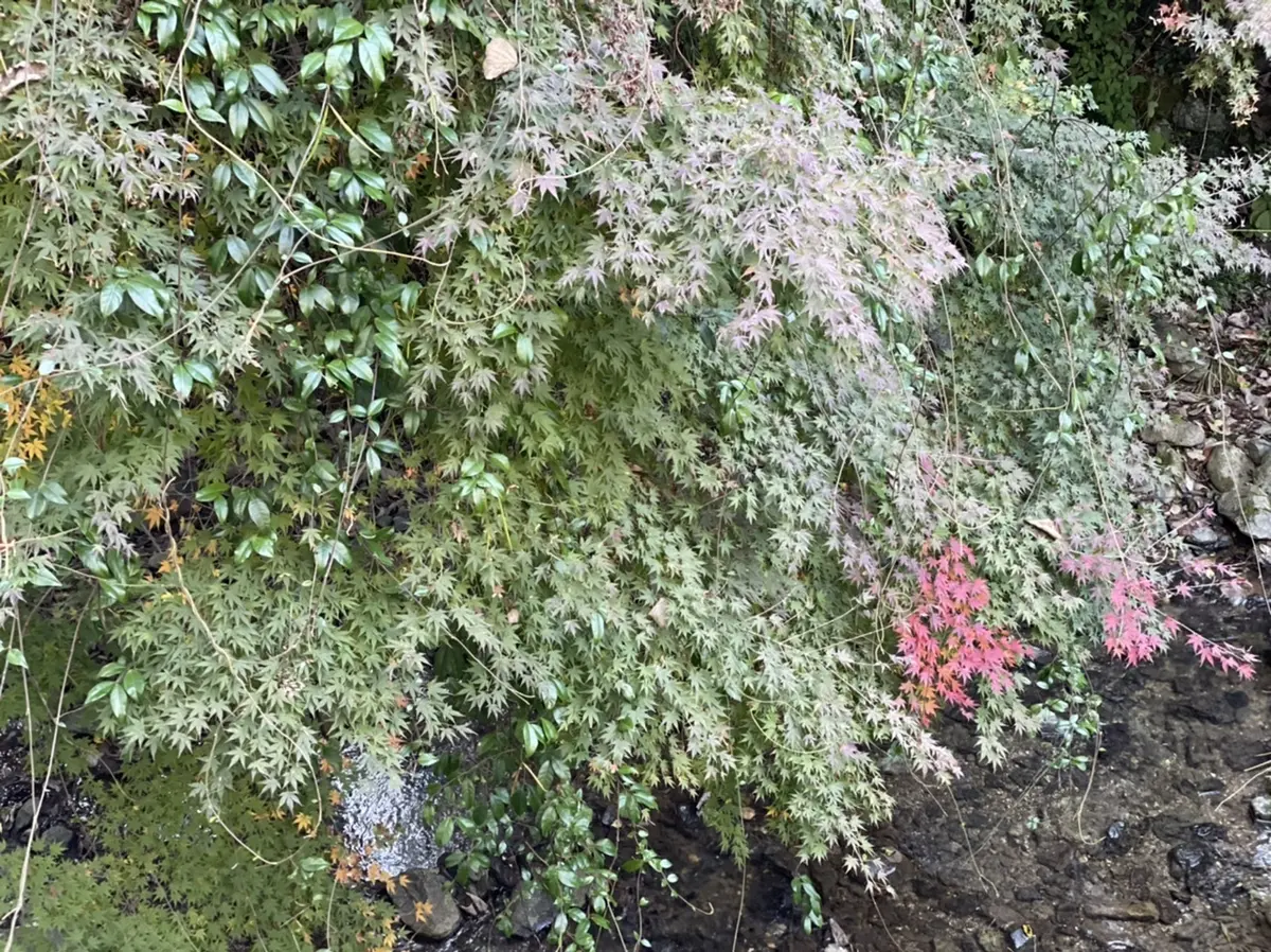 奈良旅①旧皇居に泊まらせて頂きました。の画像_4