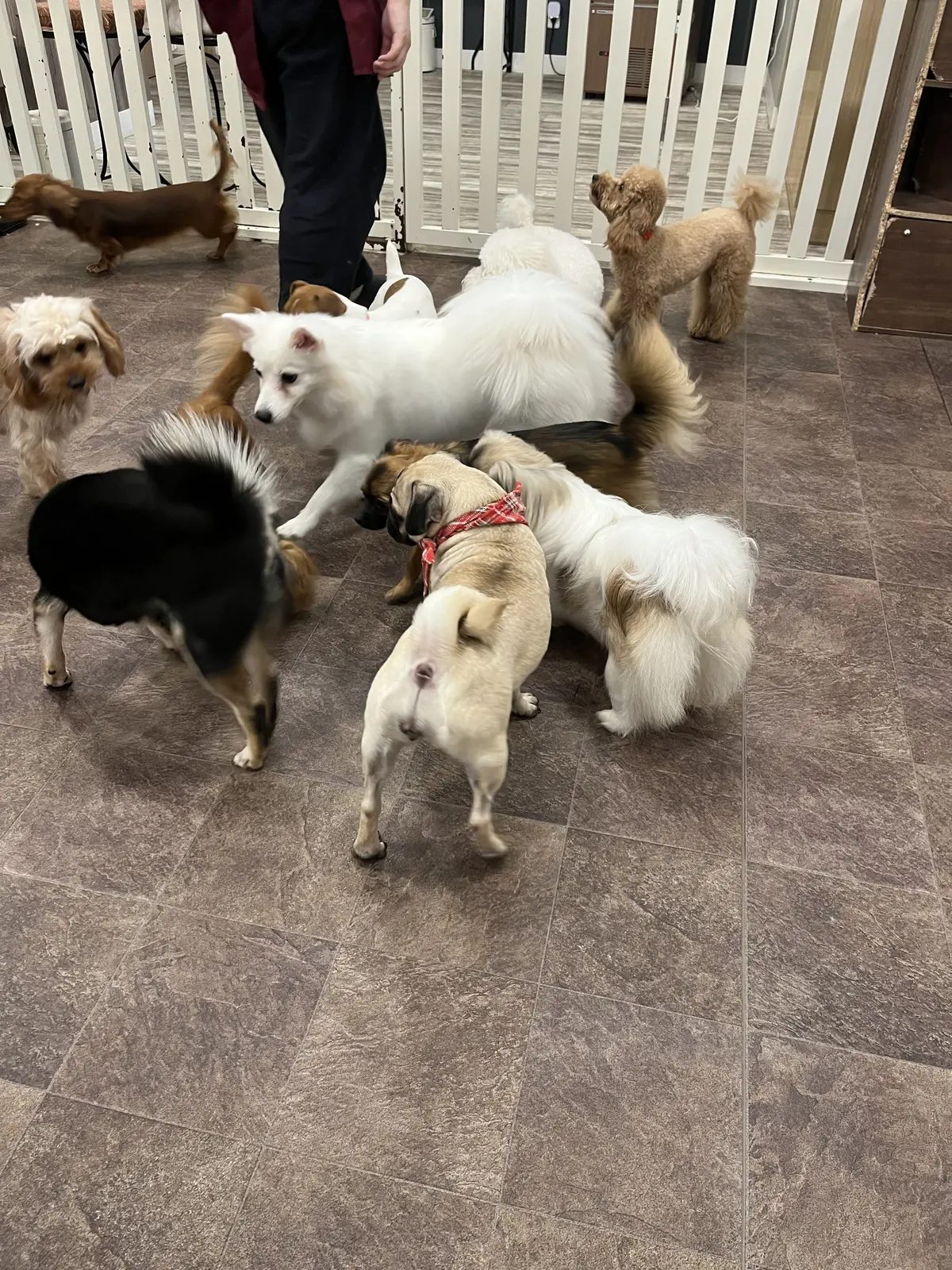 初めての犬カフェへの画像_5