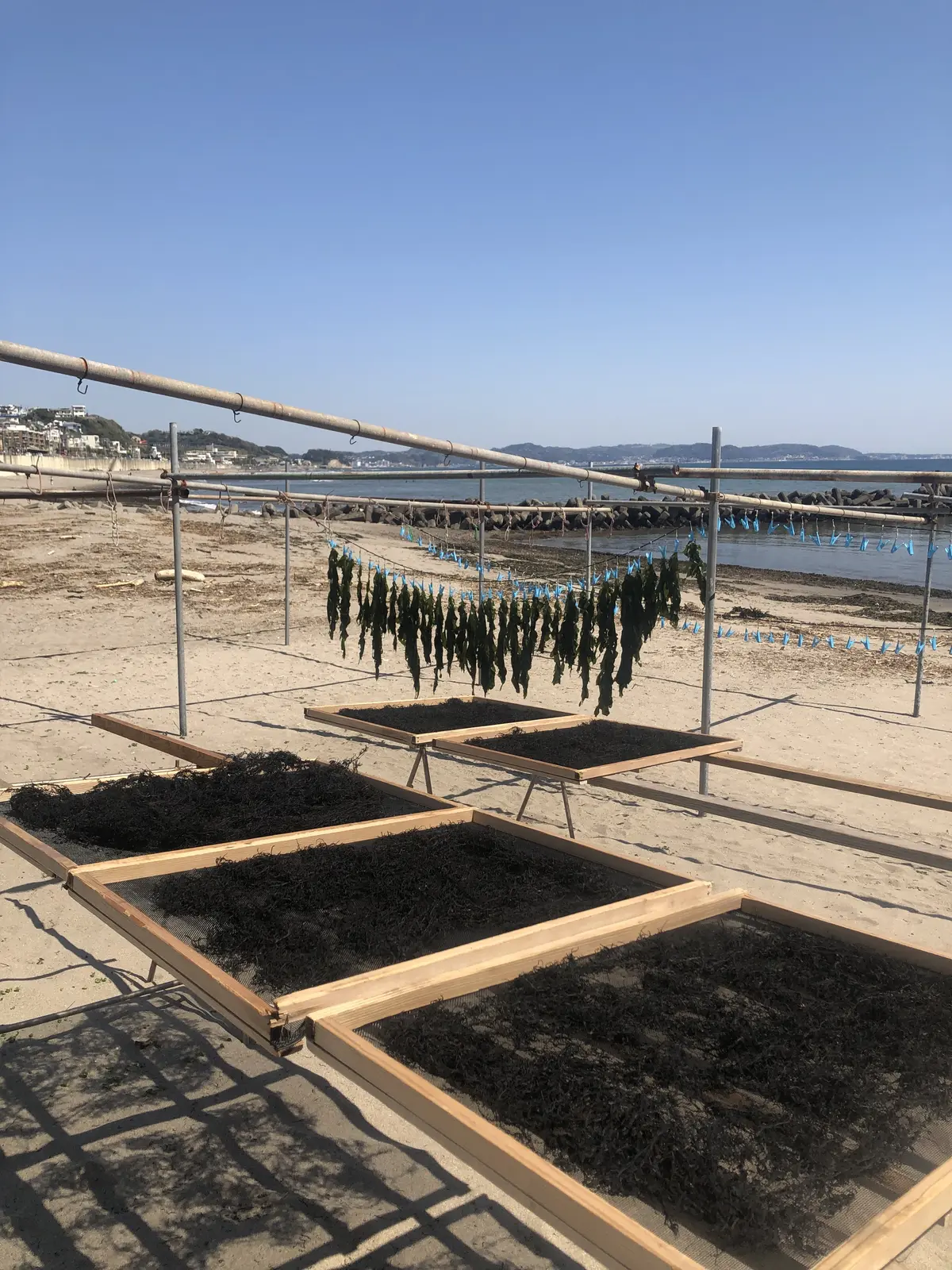 鎌倉、海の近く。桜と浜辺とパン屋さんへ朝の画像_14