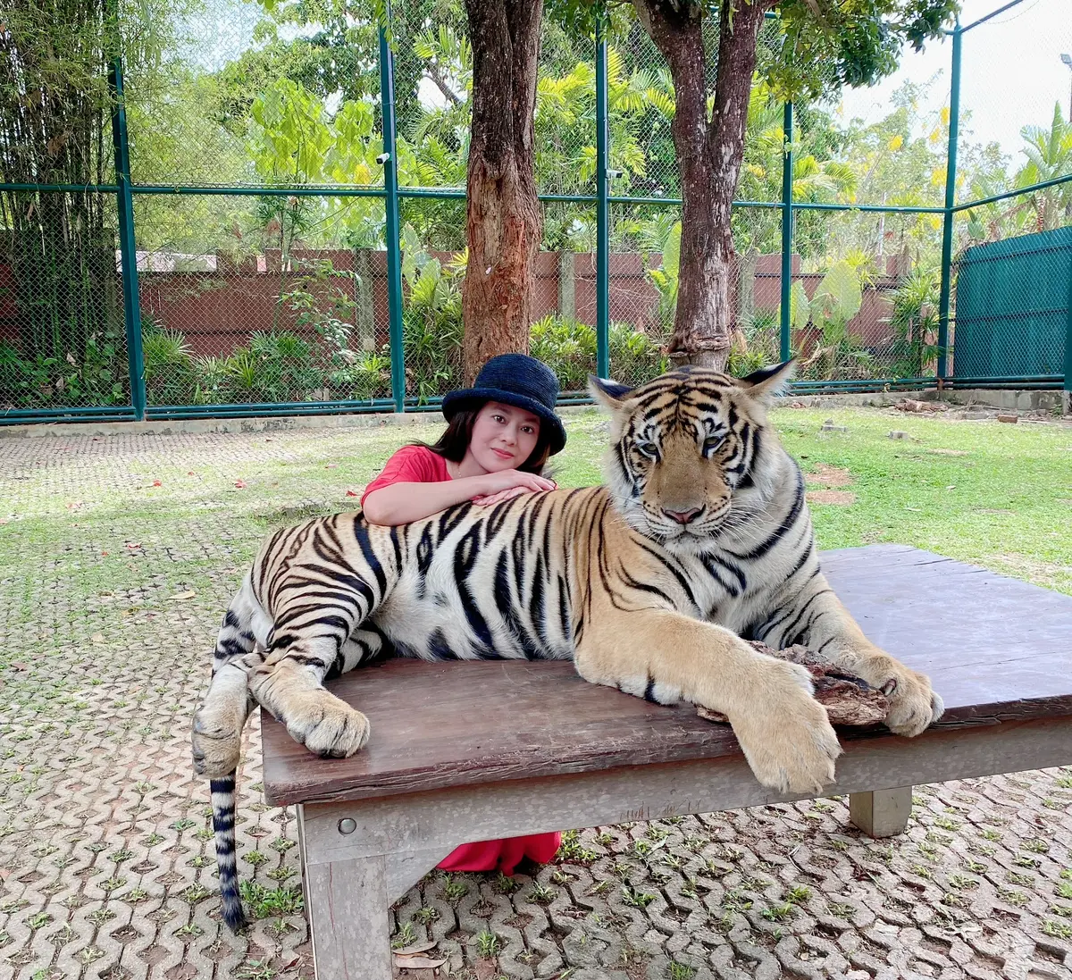 プーケット島タイガーキングダムで虎と写真に映る女性の写真